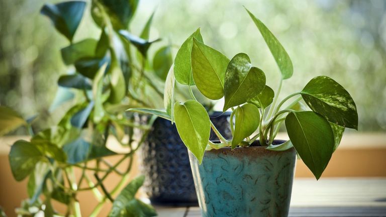 Money plant benefits: Why this humble plant is a must-have in your home
