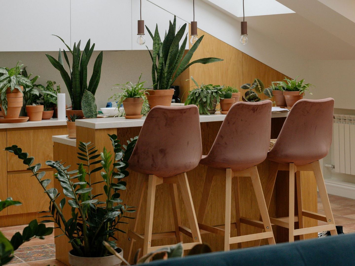 Houseplants and 2025 astrology: Here's your Zodiac-inspired green guide for the year