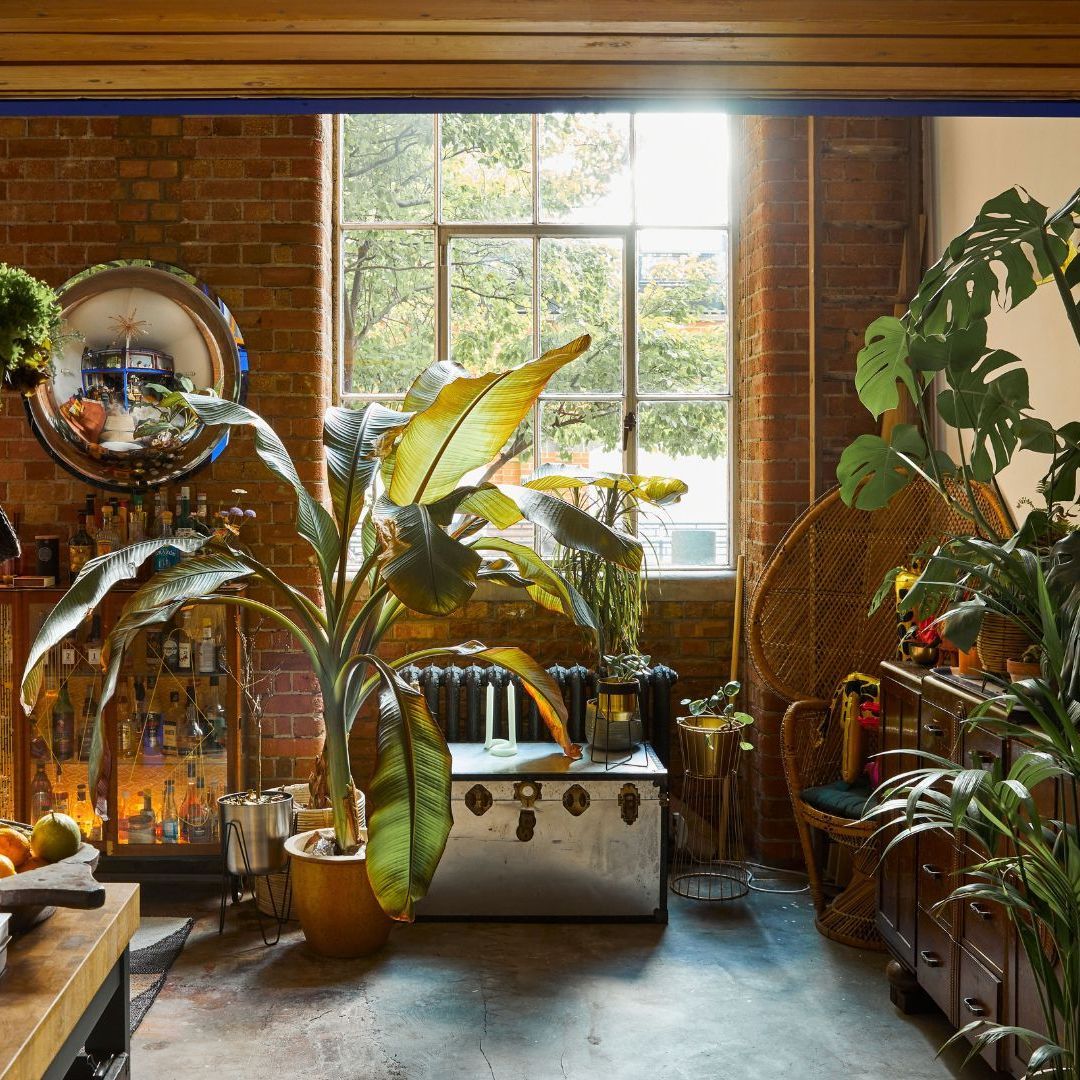 Ayurvedic herbs and their lucky Vastu placements: Vedic Gardening 101