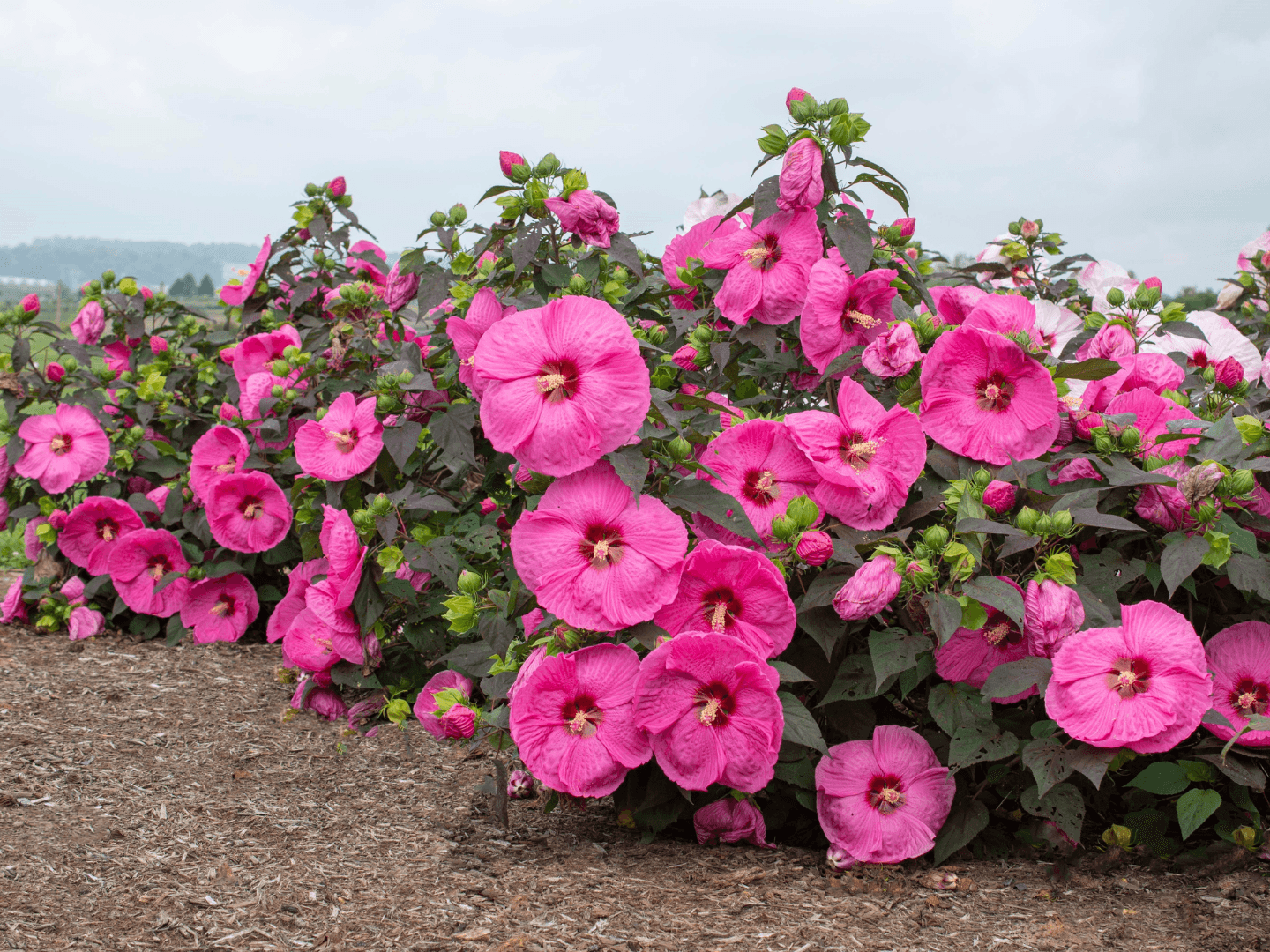 21 summer flowers for the most colourful home garden